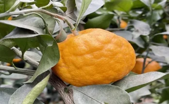 제주보름살기숙소 추천 상품 후기와 가격 비교